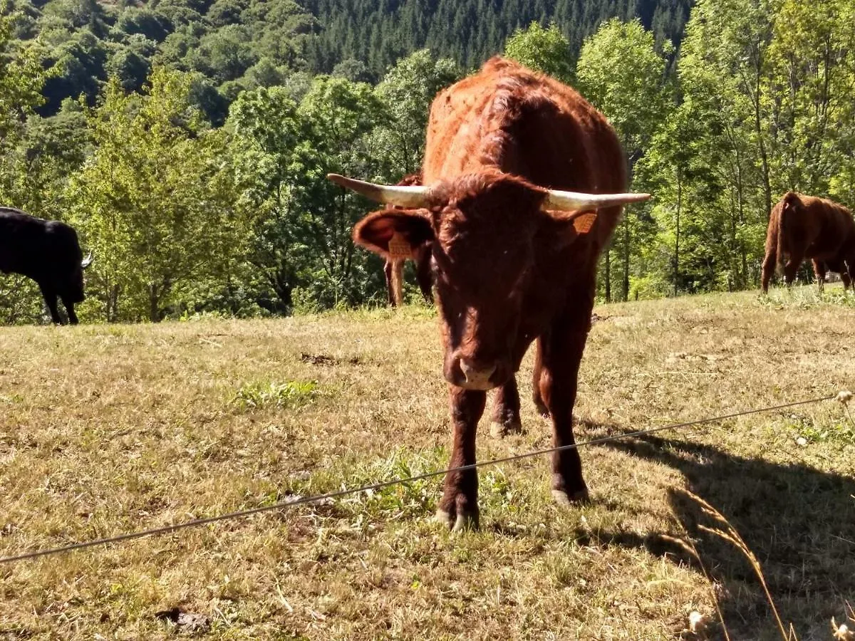 Hébergement de vacances Gîte de Marilou **** Thiézac